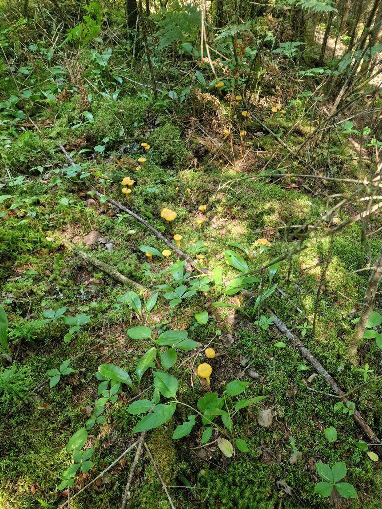chanterelles