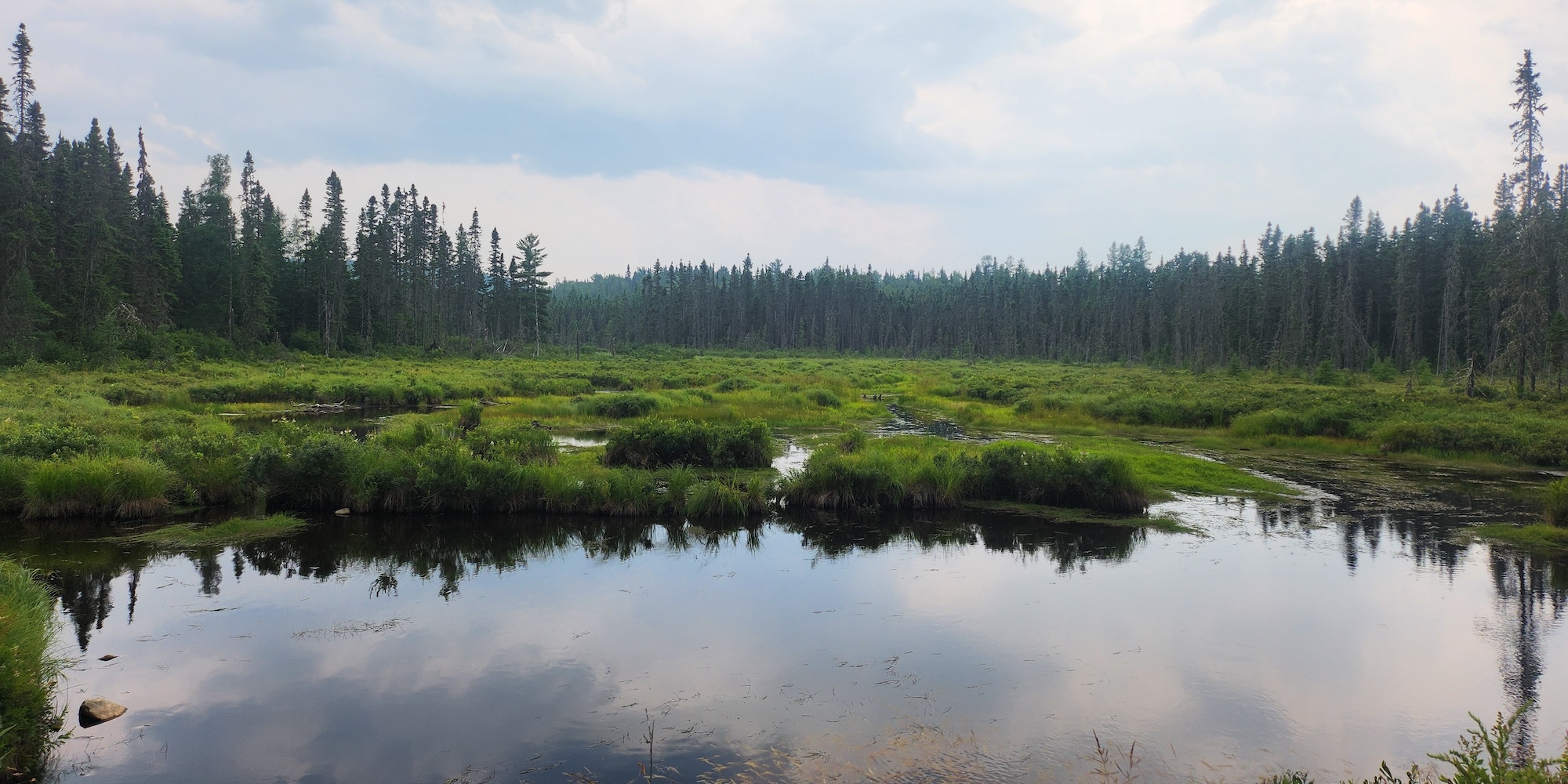 lac foret lache pas la patate