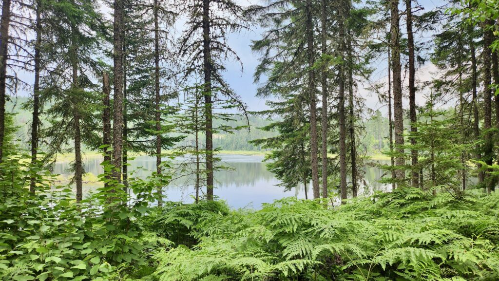 vue de la foret ecole lache pas la patate 2