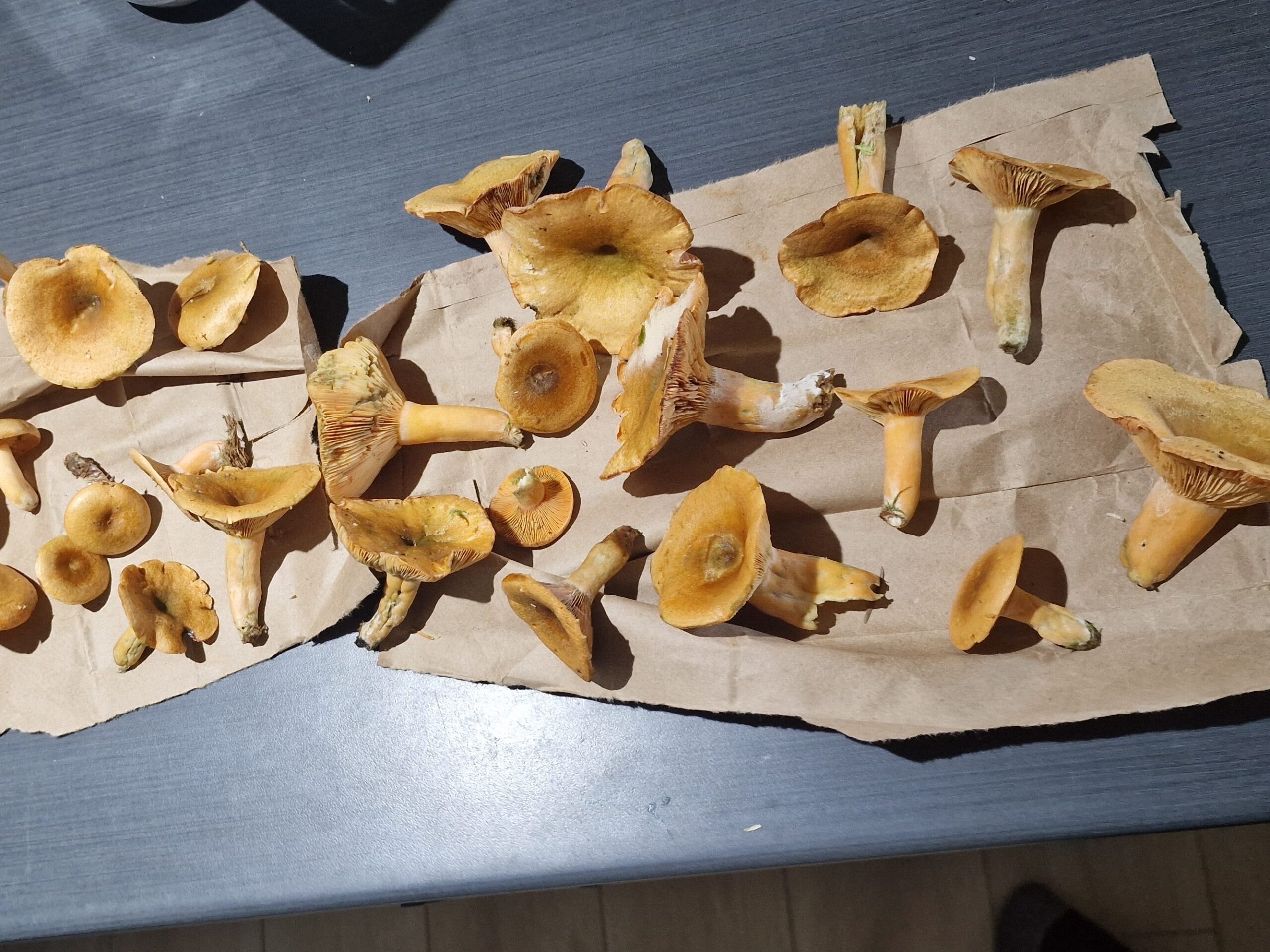 25 champignons 2