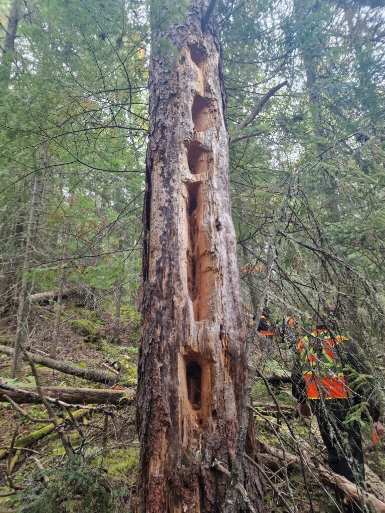 32arbre