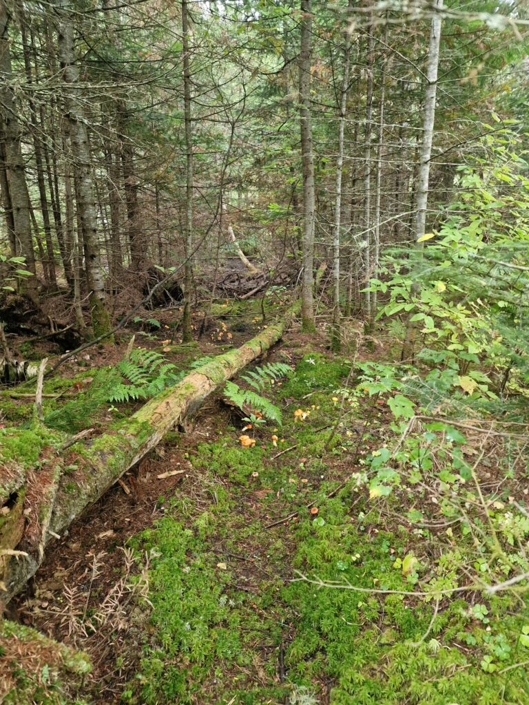 33forêt