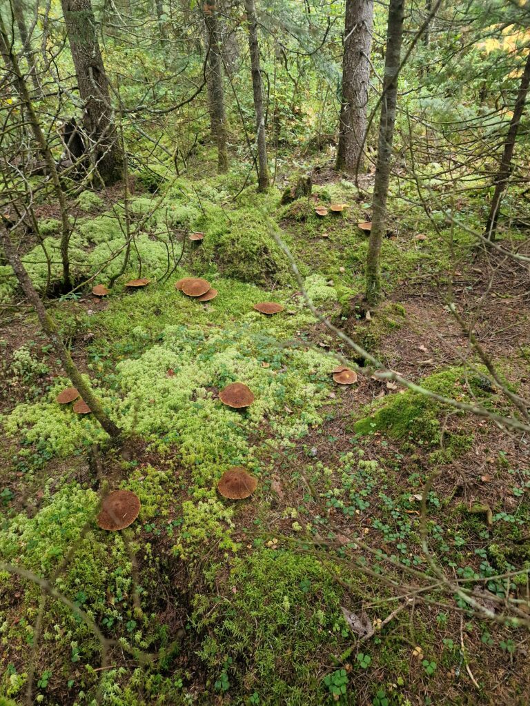 44 forêt champi