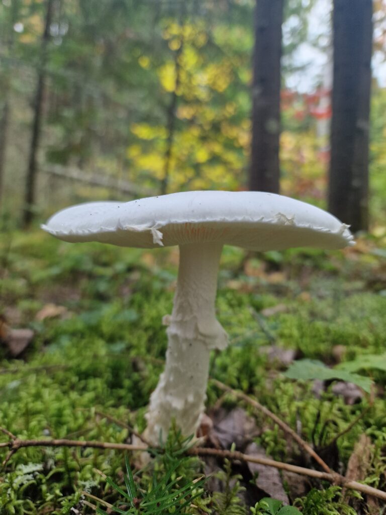 45 forêt champi2
