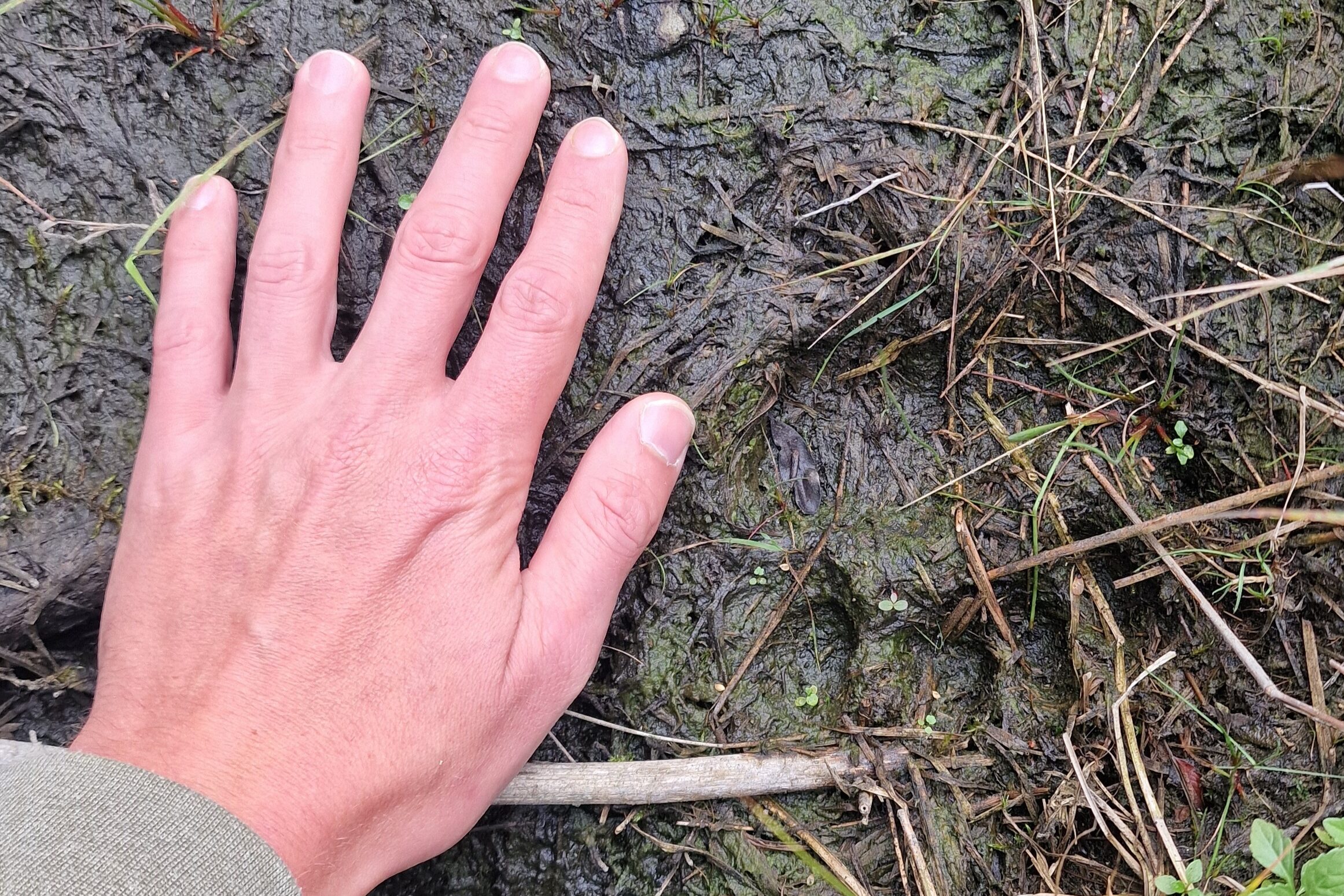 5patte d'ours
