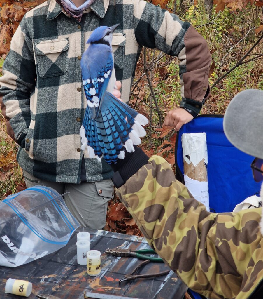 oiseaux 3