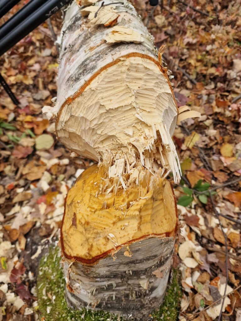 arbre castor lachepaslapatate