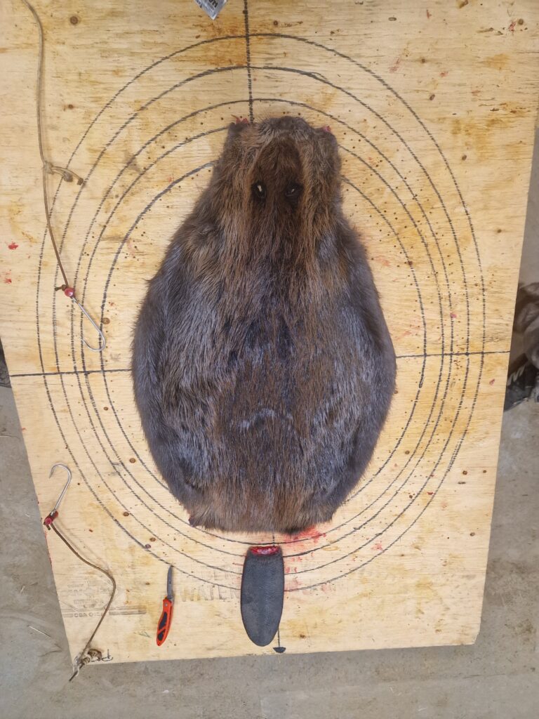 castor 3