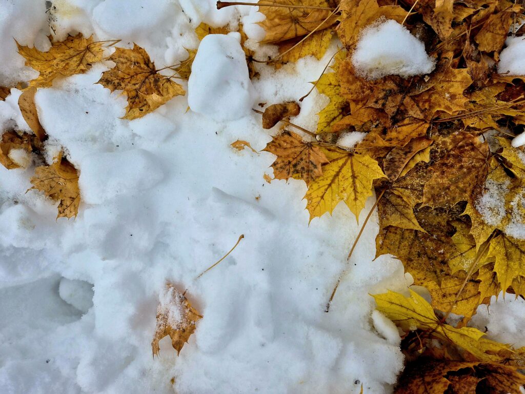 lachepaslapatate automne hiver