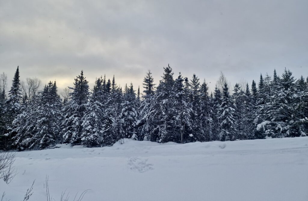 lachepaslapatate foret ecole la tuque hiver