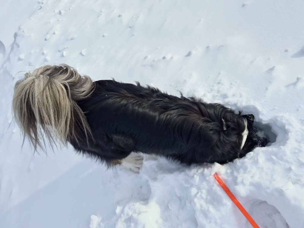 lachepaslapatate hongi cherche dans la neige