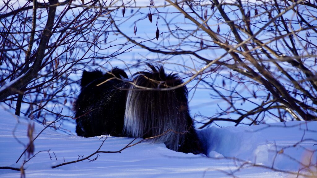 lachepaslapatate hongi dans la neige