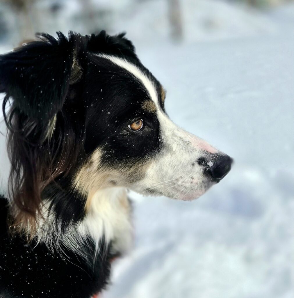 lachepaslapatate hongi neige 2
