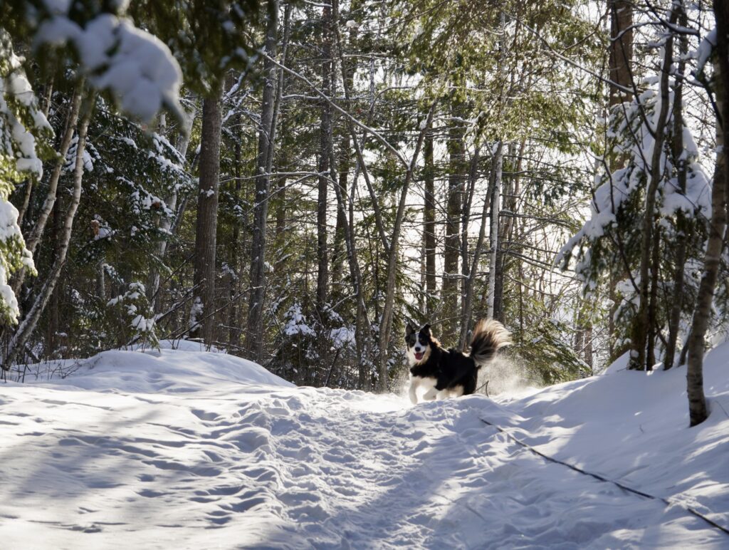 lachepaslapatate hongi parc des chutes hiver
