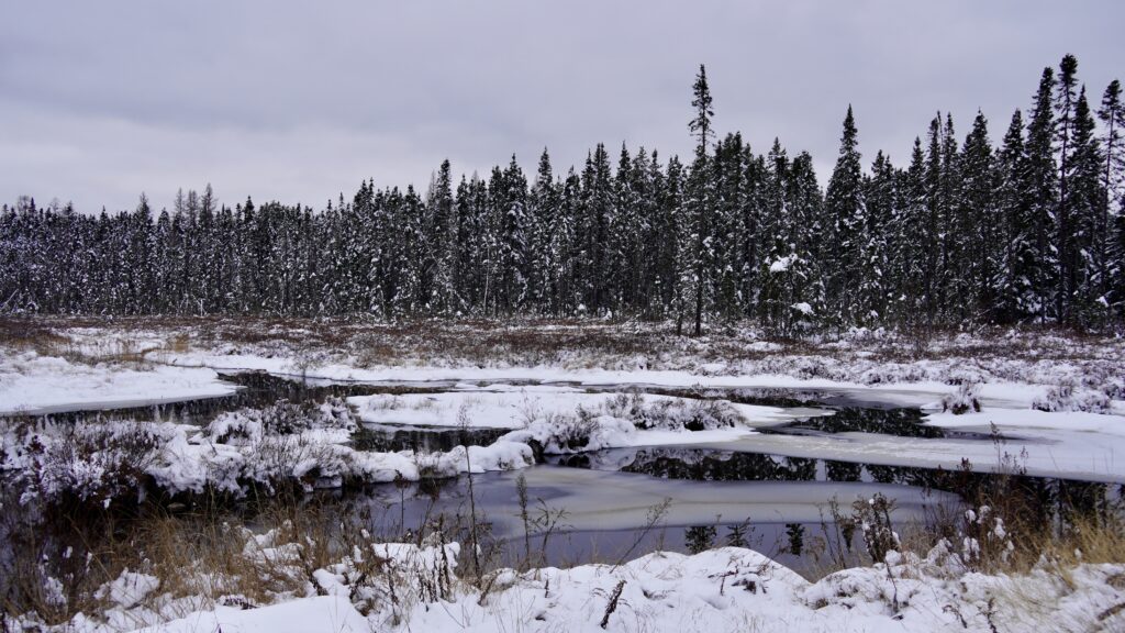lachepaslapatate la tuque foret