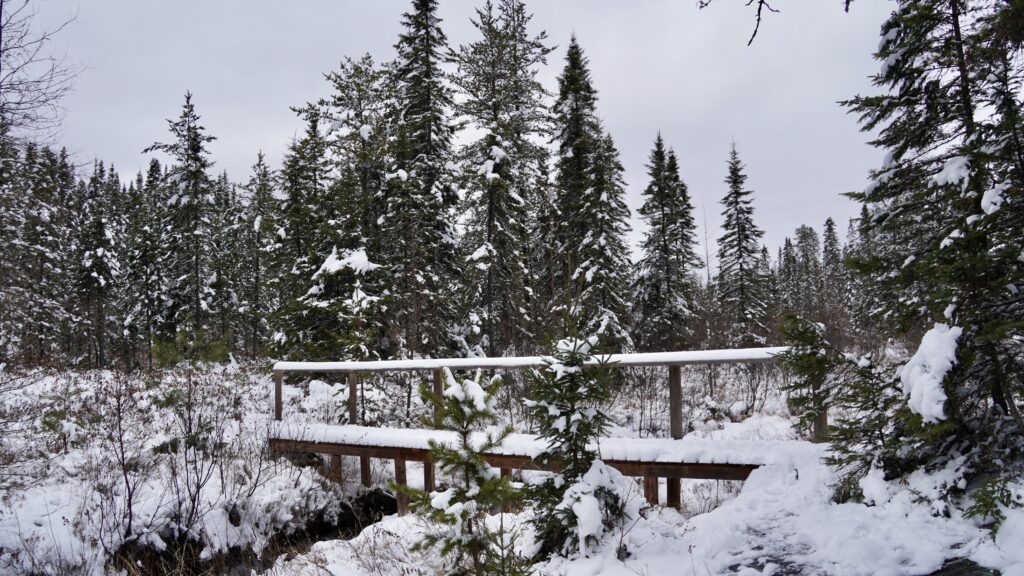 lachepaslapatate la tuque foret 2