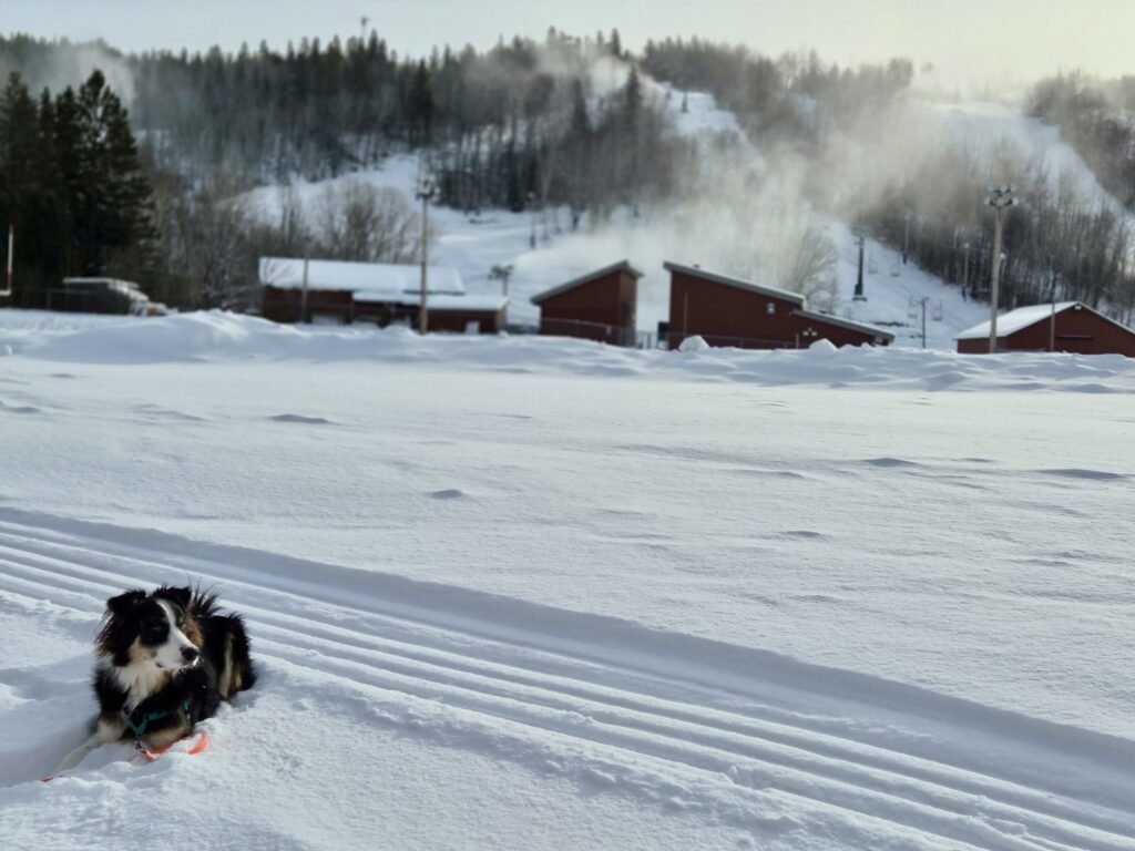 lachepaslapatate la tuque piste hongi