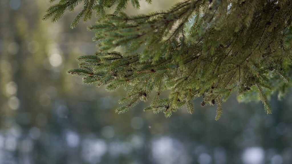 lachepaslapatate nature 2