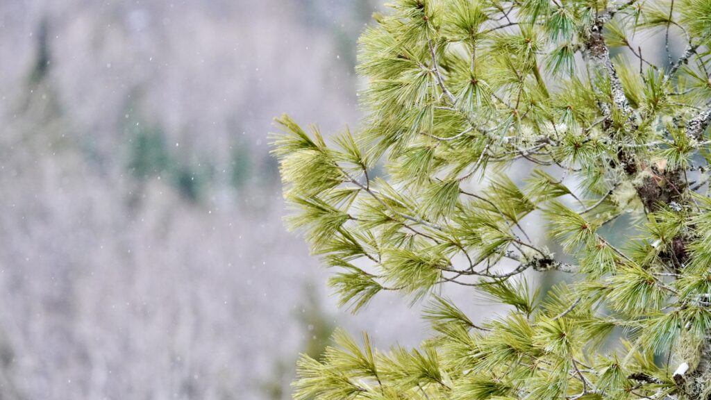 lachepaslapatate nature hiver