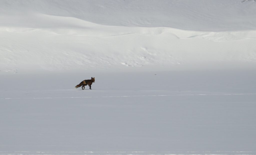 lachepaslapatate renard