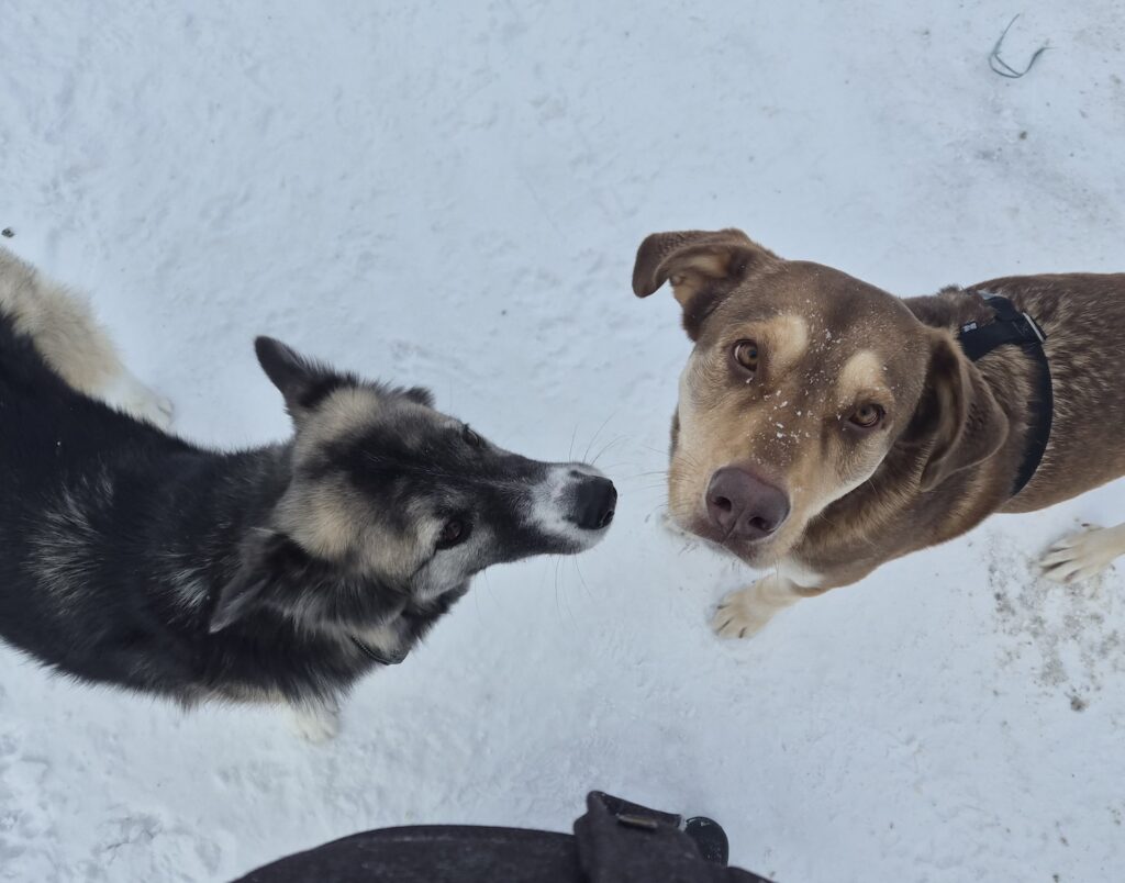 lachepaslapatate chiens