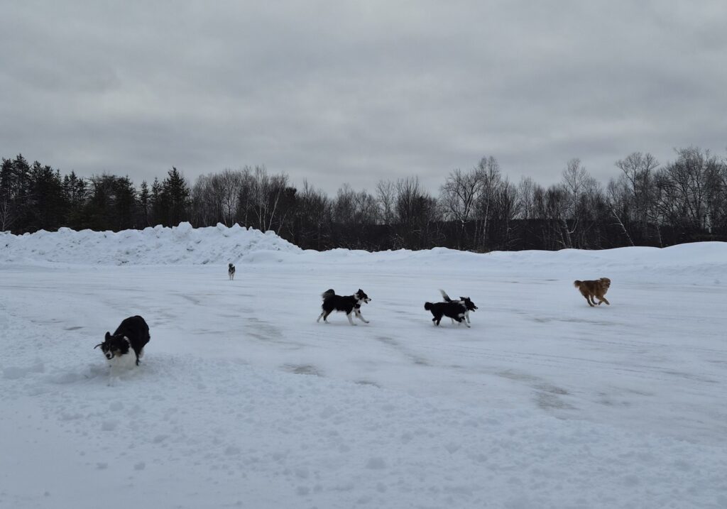 lachepaslapatate chiens 2
