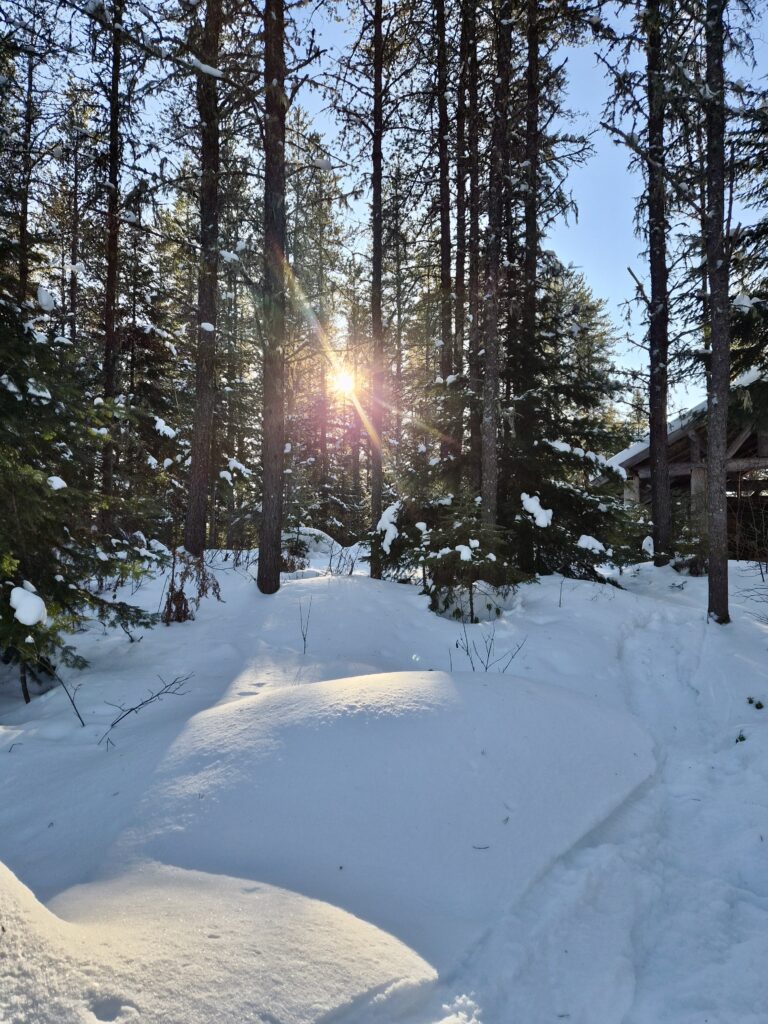 lachepaslapatate hiver foret soleil 2