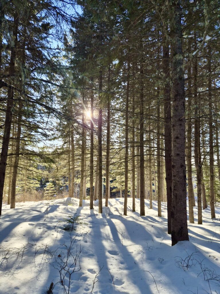 lachepaslapatate hiver foret soleil2 2