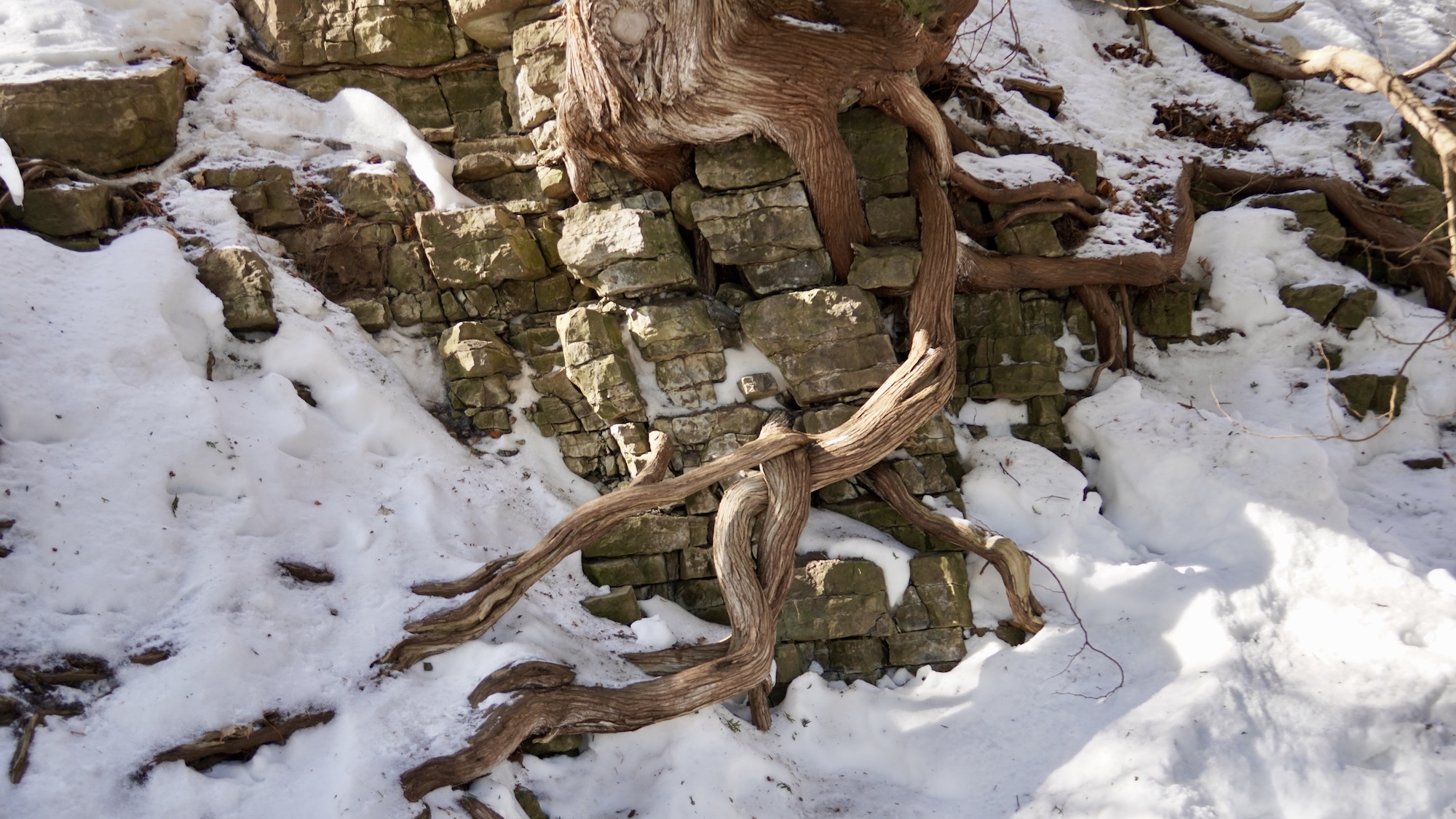 lachepaslapatate arbre dans la pierre quebec