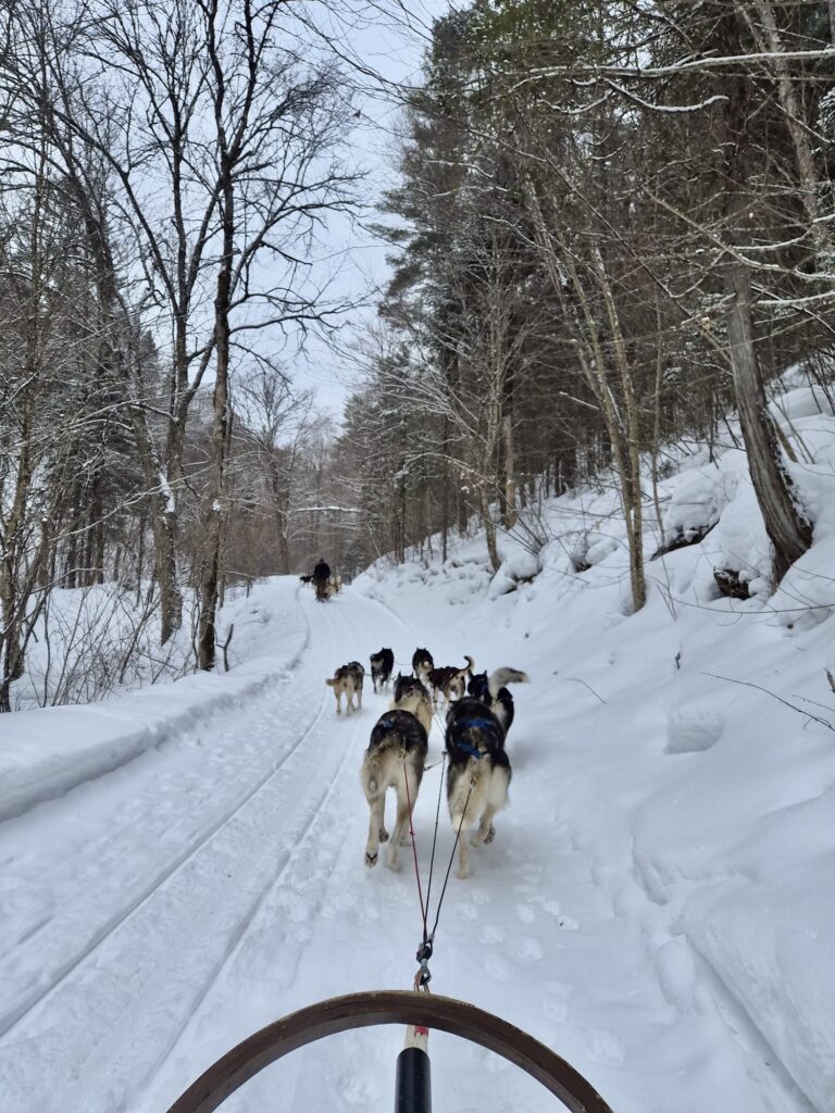 lachepaslapatate traineau a chiens 3