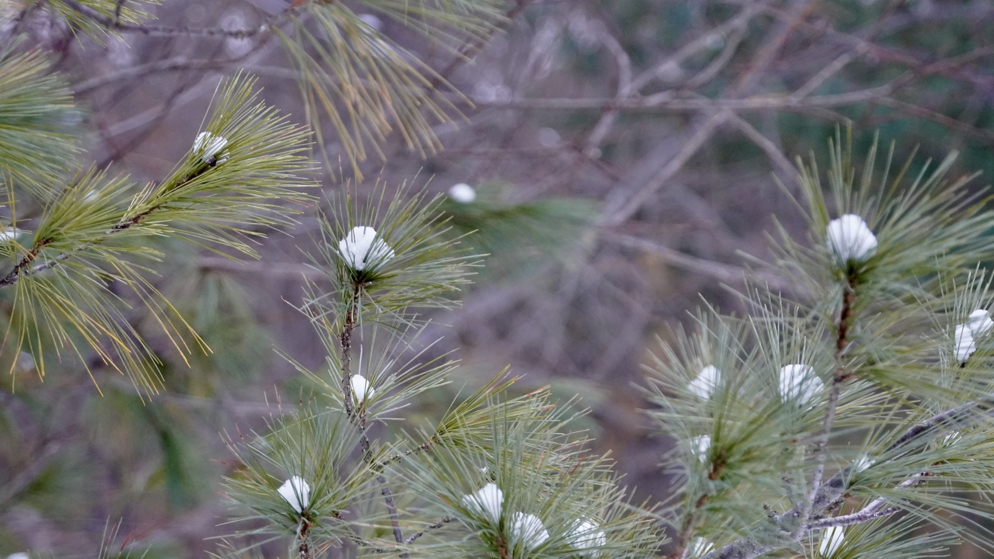 lachepaslapatate pin blanc quebec