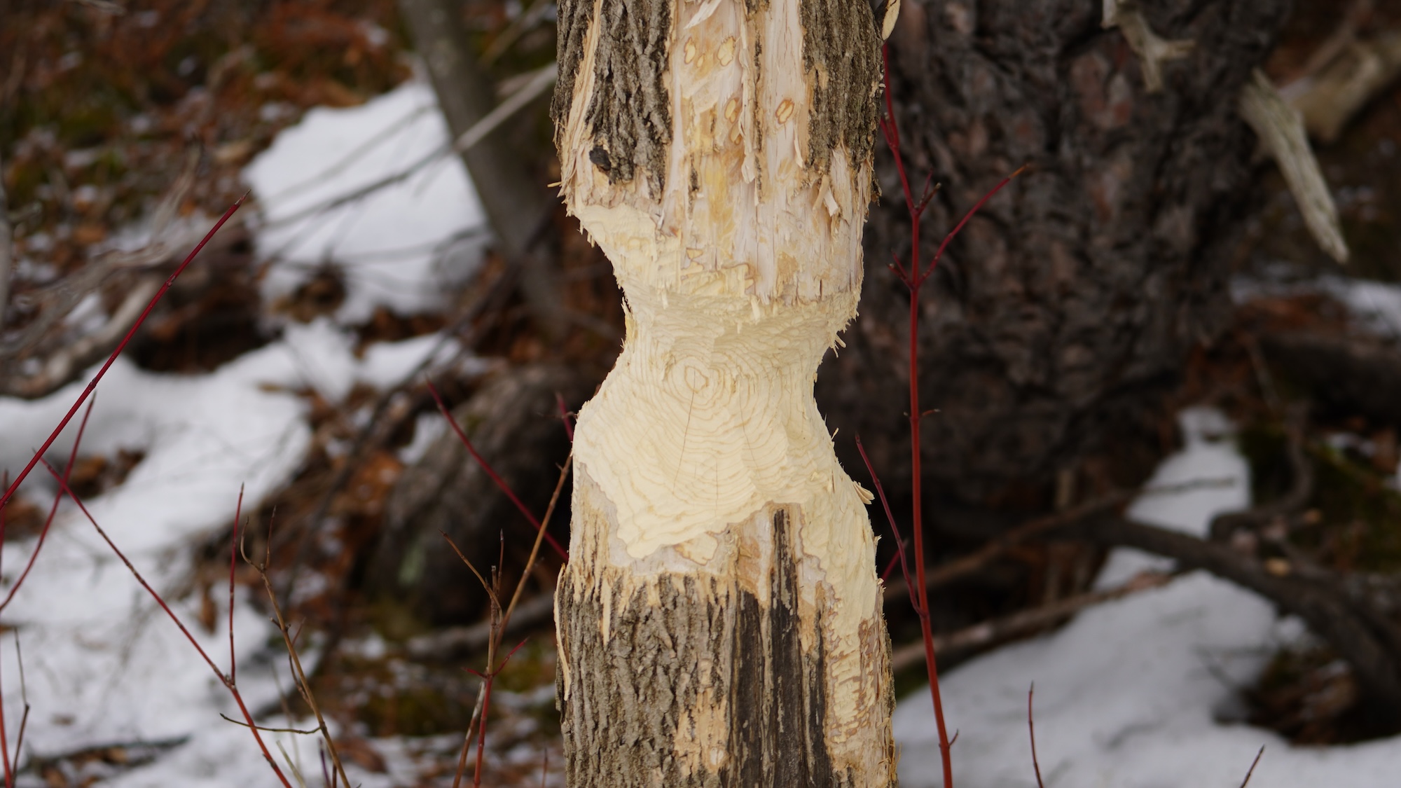 lachepaslapatate arbre ronge castor
