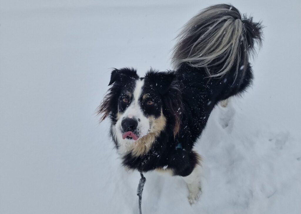 lachepaslapatate hongi neige portrait