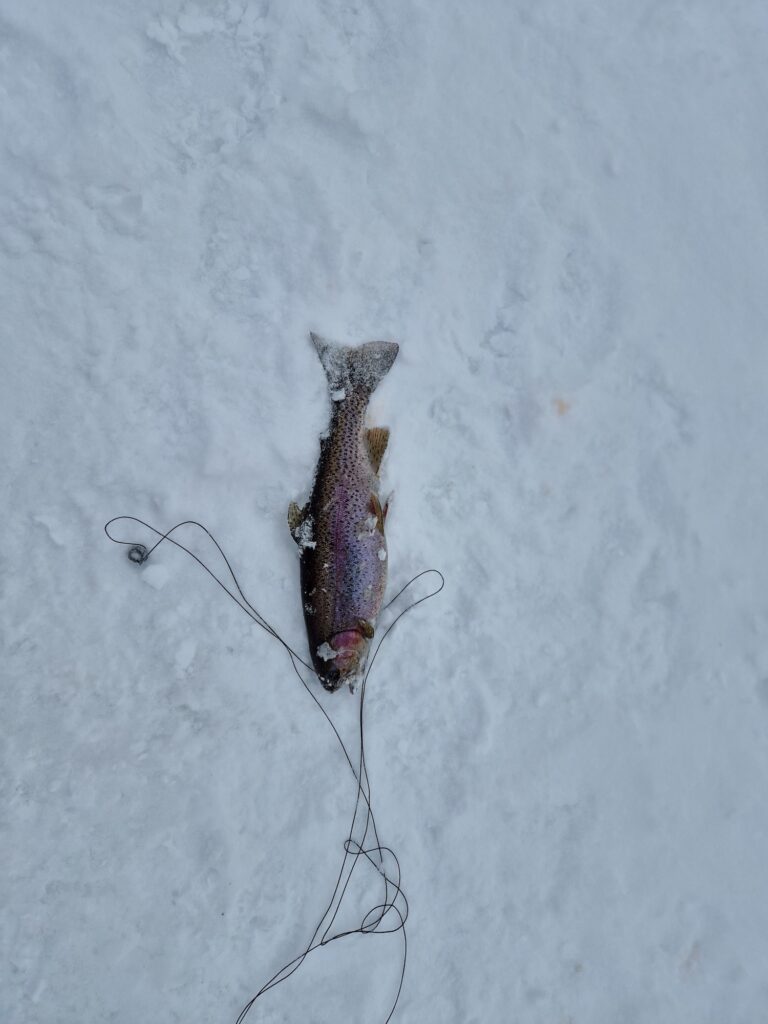 lachepaslapatate peche truite