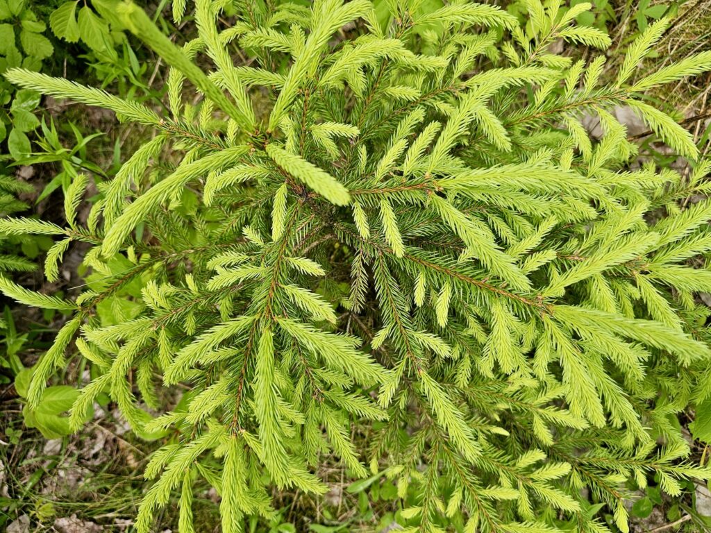 lachepaslapatate ca pousse