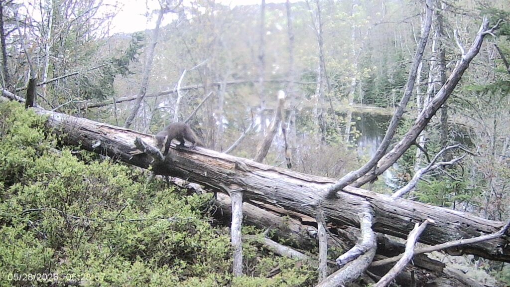 imag0246