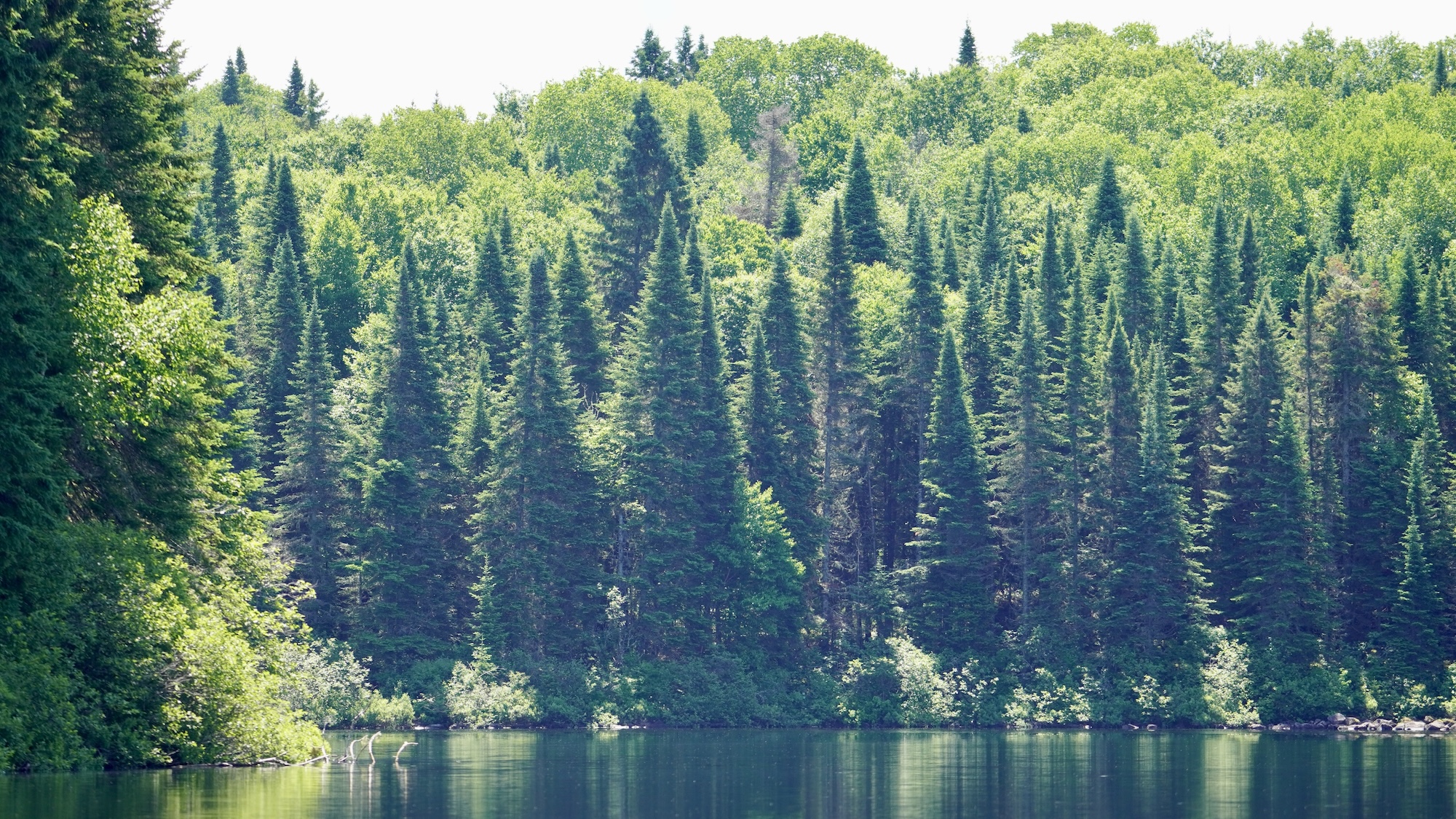 lachepaslapatate chez sylvain arbres