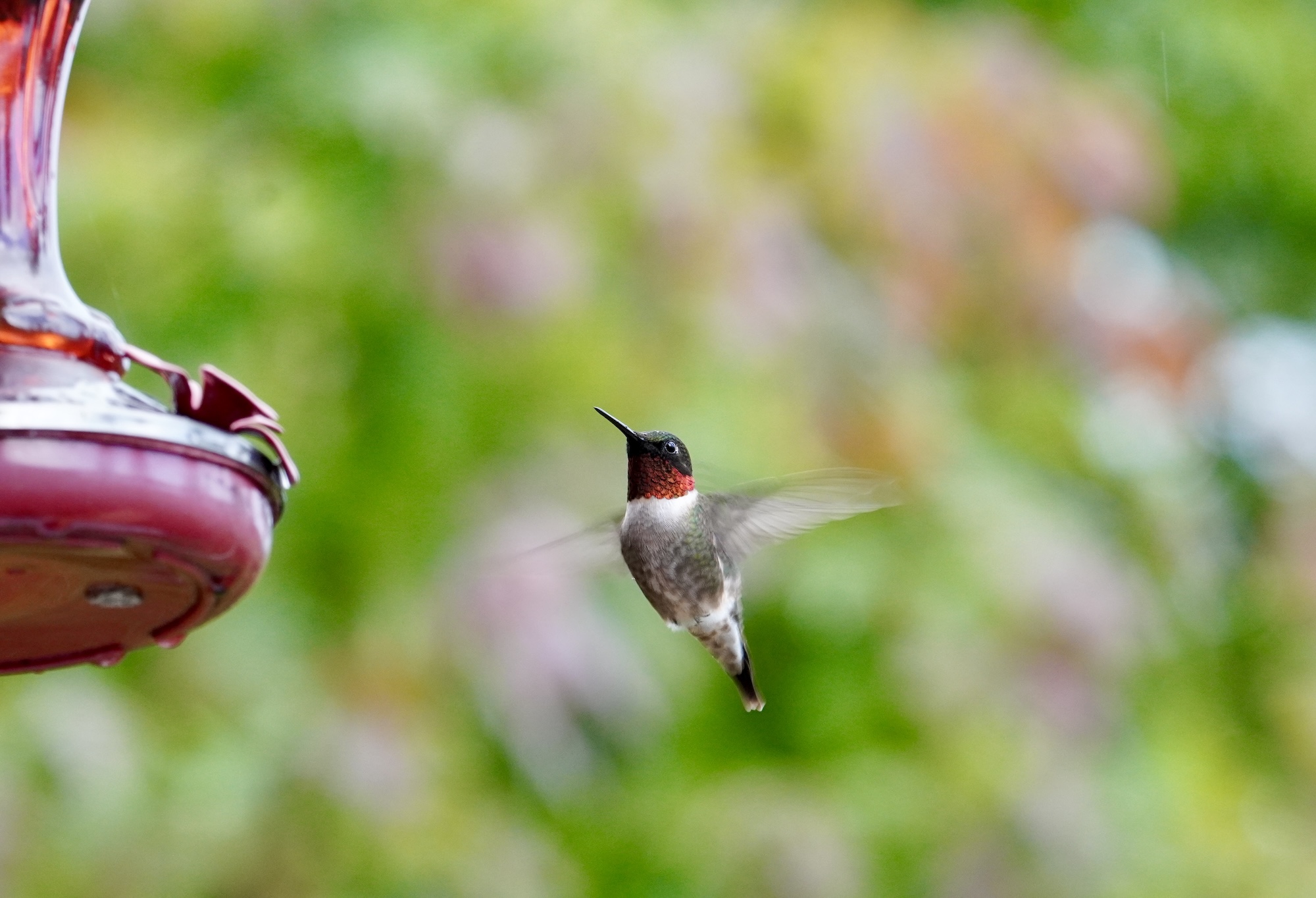 lachepaslapatate chez sylvain colibris