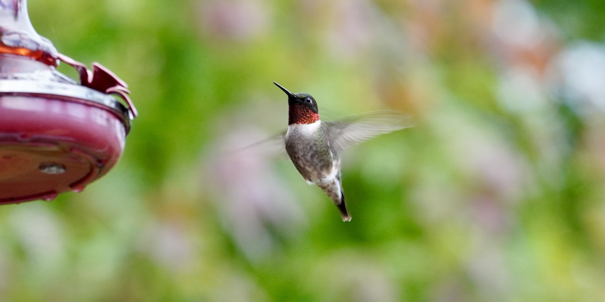 lachepaslapatate colibri couv