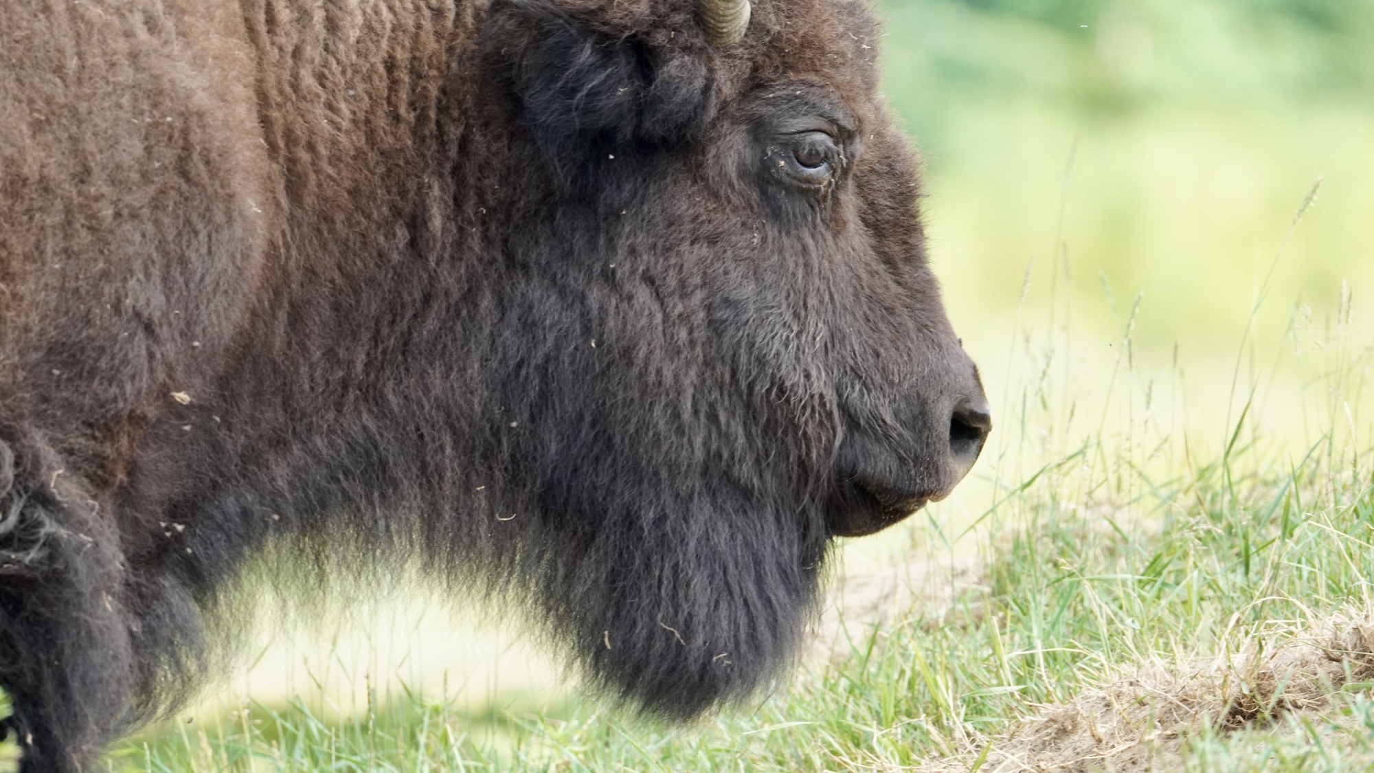 lachepaslapatate bison 2
