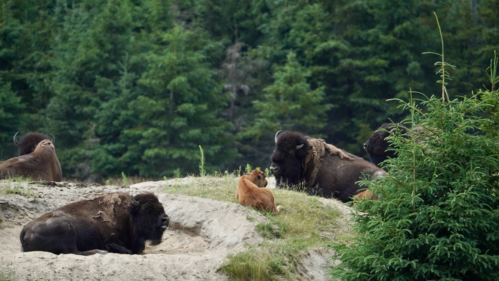 lachepaslapatate bison