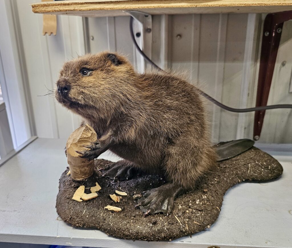 lachepaslapatate castor taxidermiste