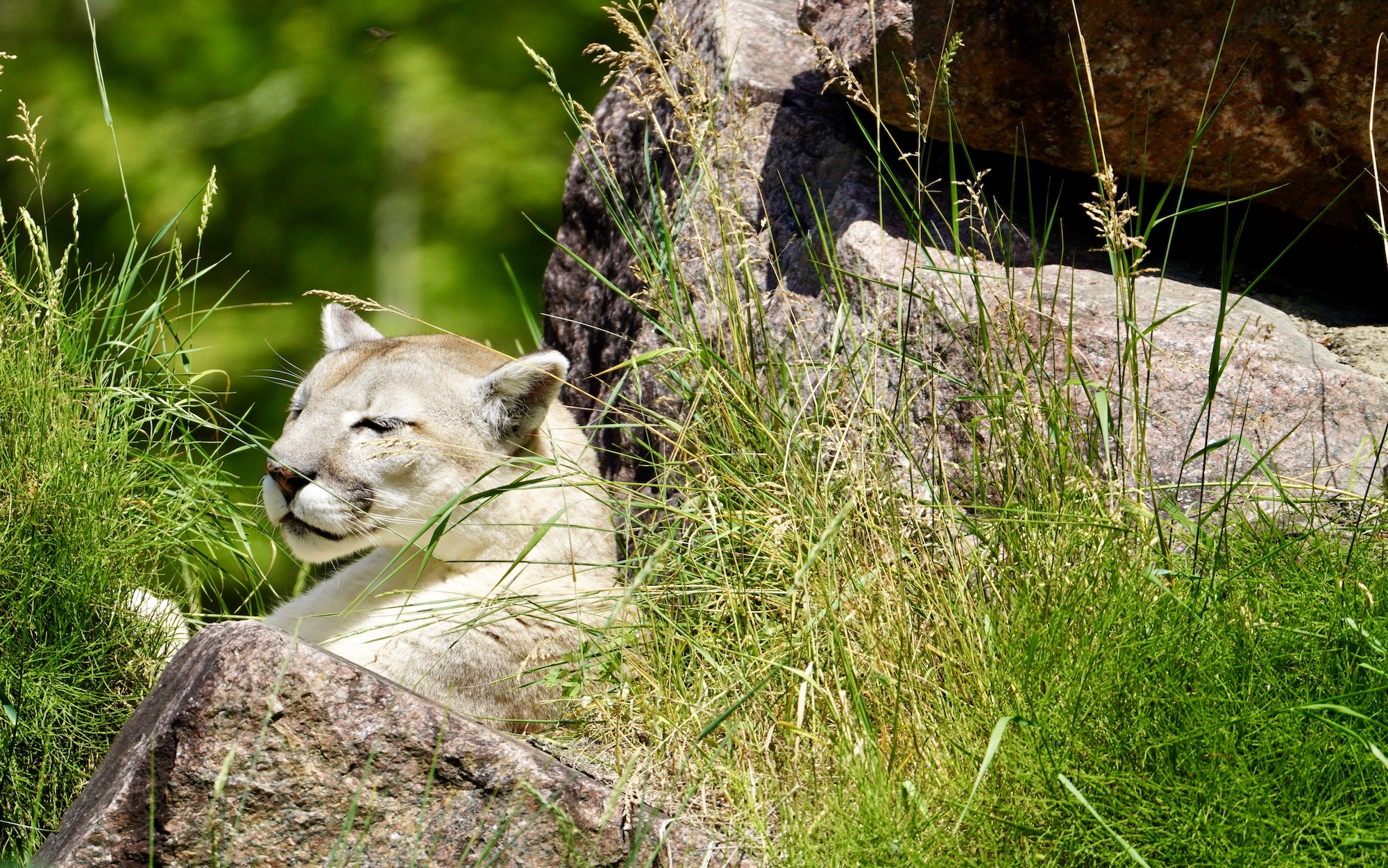 lachepaslapatate cougar