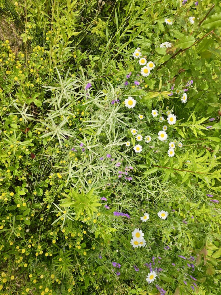 lachepaslapatate fleurs forets