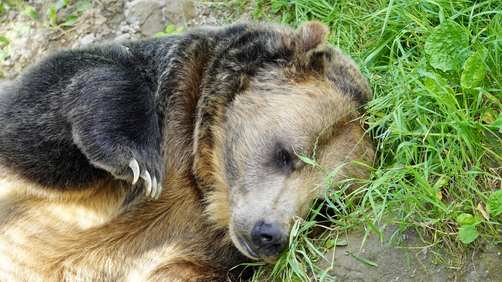lachepaslapatate grizzly 2