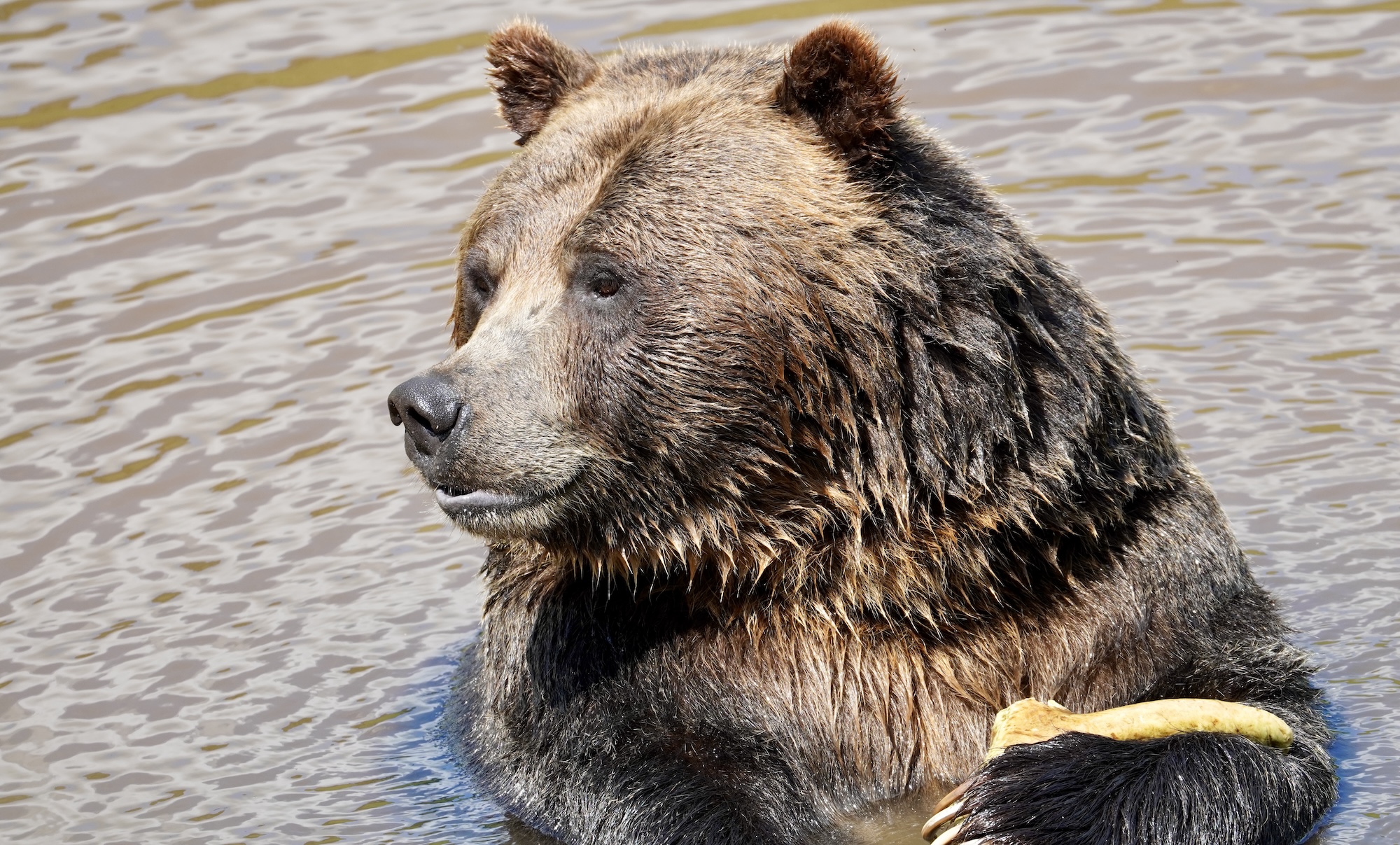 lachepaslapatate grizzly