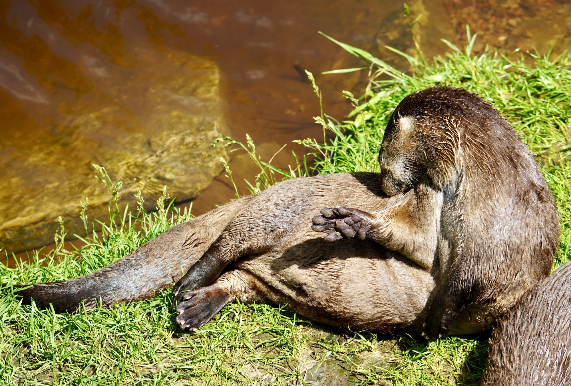 lachepaslapatate loutre 2