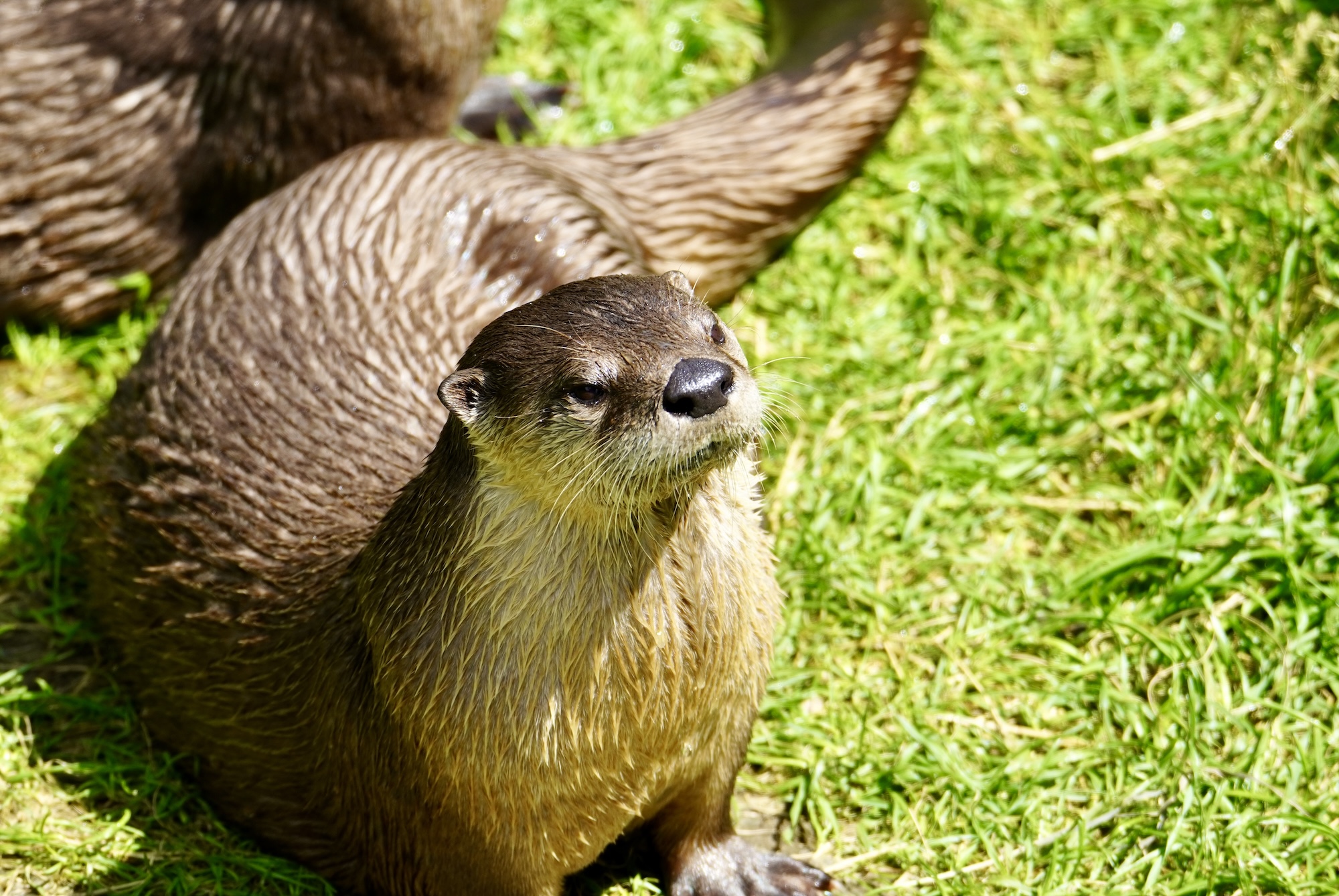 lachepaslapatate loutre
