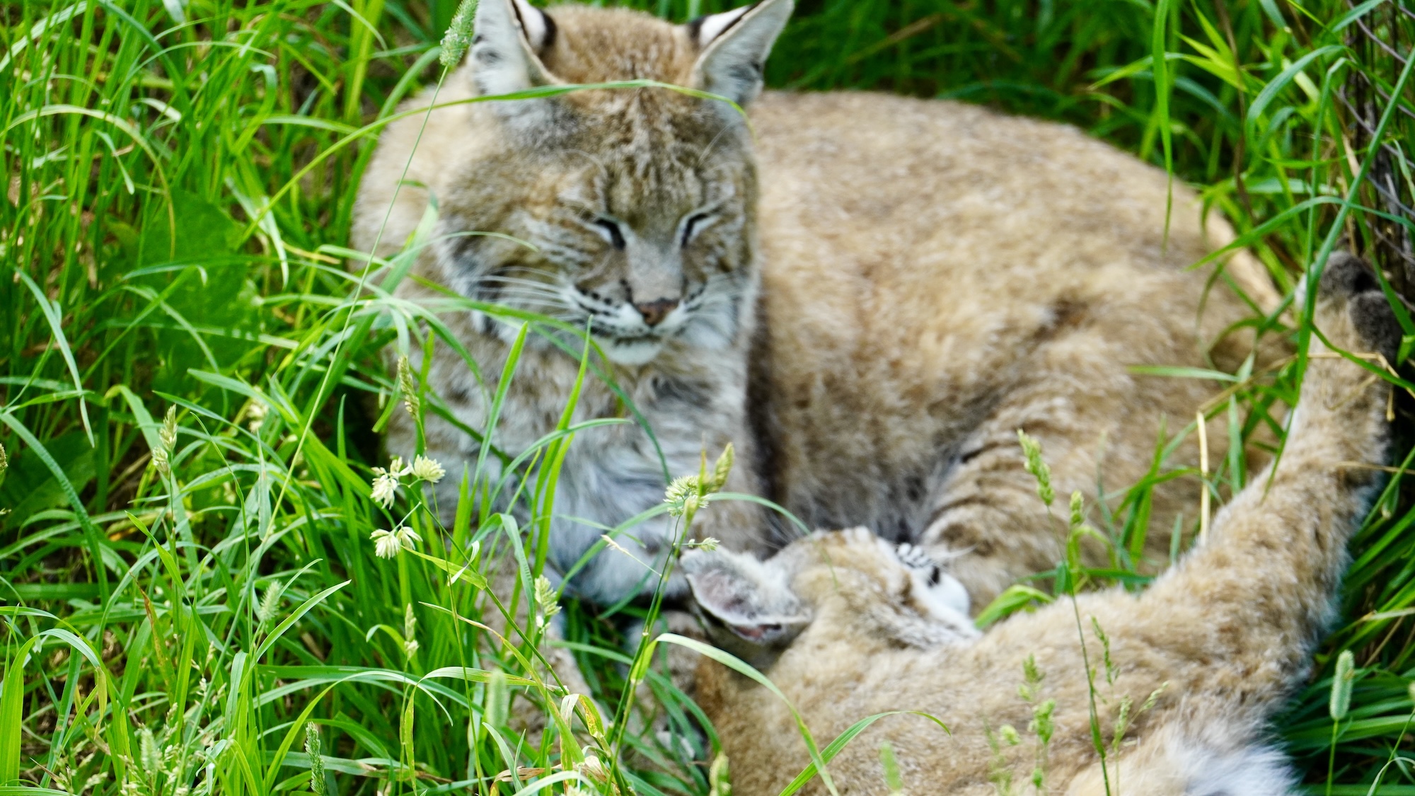 lachepaslapatate lynx