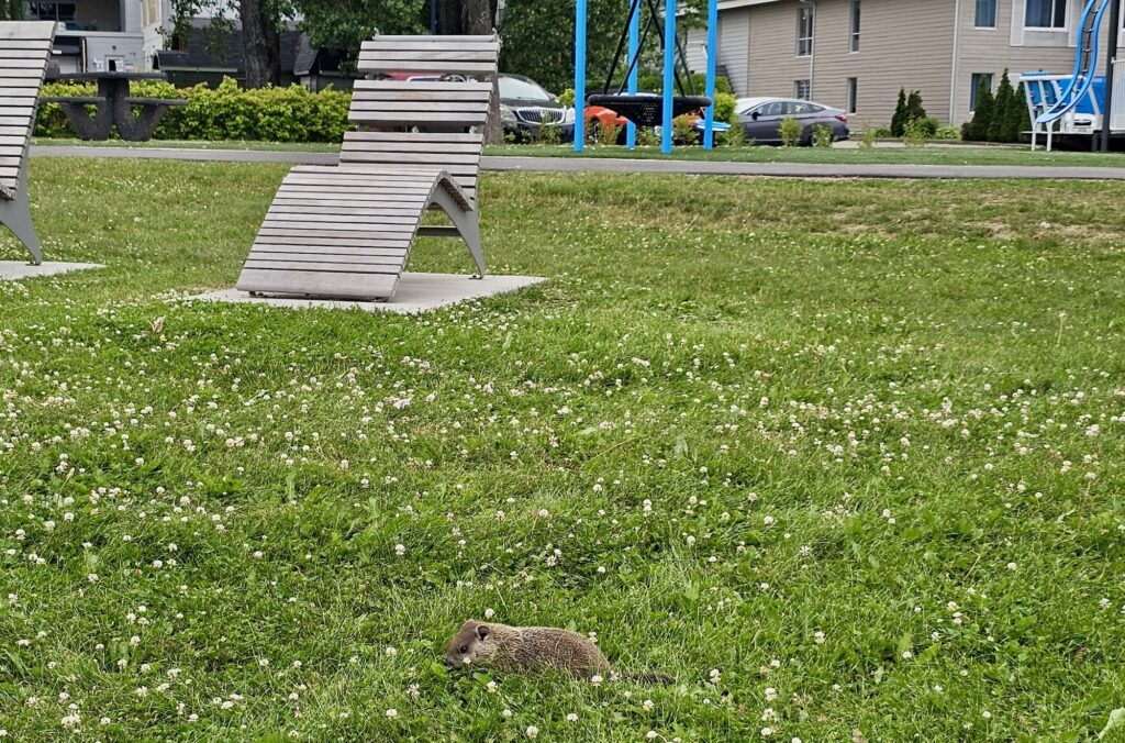 lachepaslapatate marmote la baie
